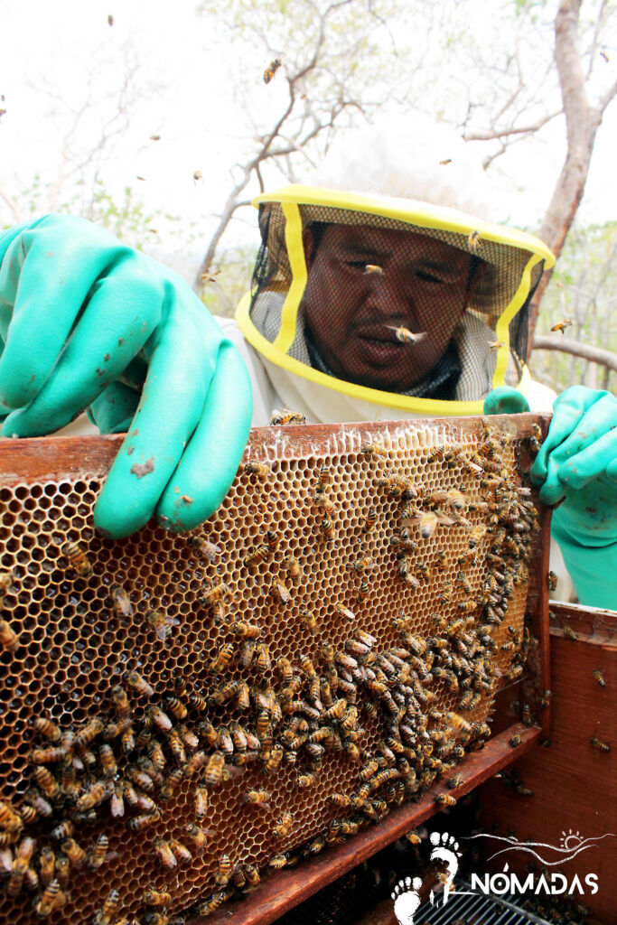 Las abejas empoderan a las familias y la miel ecológica alza vuelo en Santa Cruz