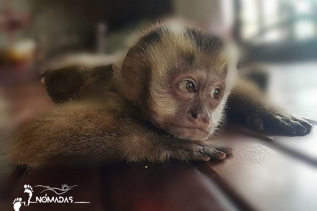 Ésta es la historia de una monita capuchina que conoció el epicentro de la maldad humana. Logró escapar de los confines del dolor y dar con una casita llena de árboles donde recibe amor incondicional y el remedio a sus profundas heridas.