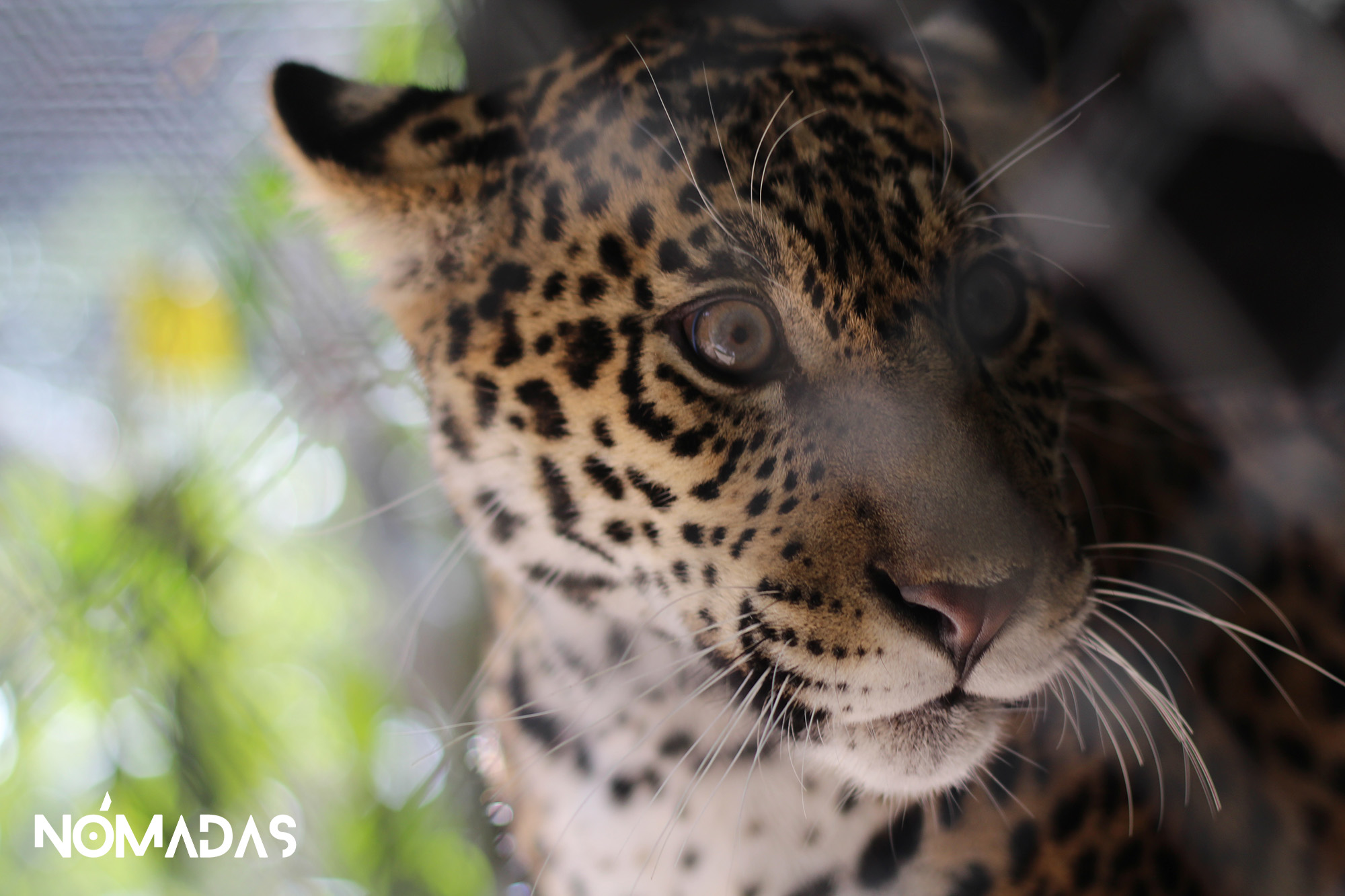 Comprometidas con la defensa de esta especie emblemática y vital de América, nueve mujeres lideran proyectos en el campo, en la ciudad y en las calles de Bolivia.