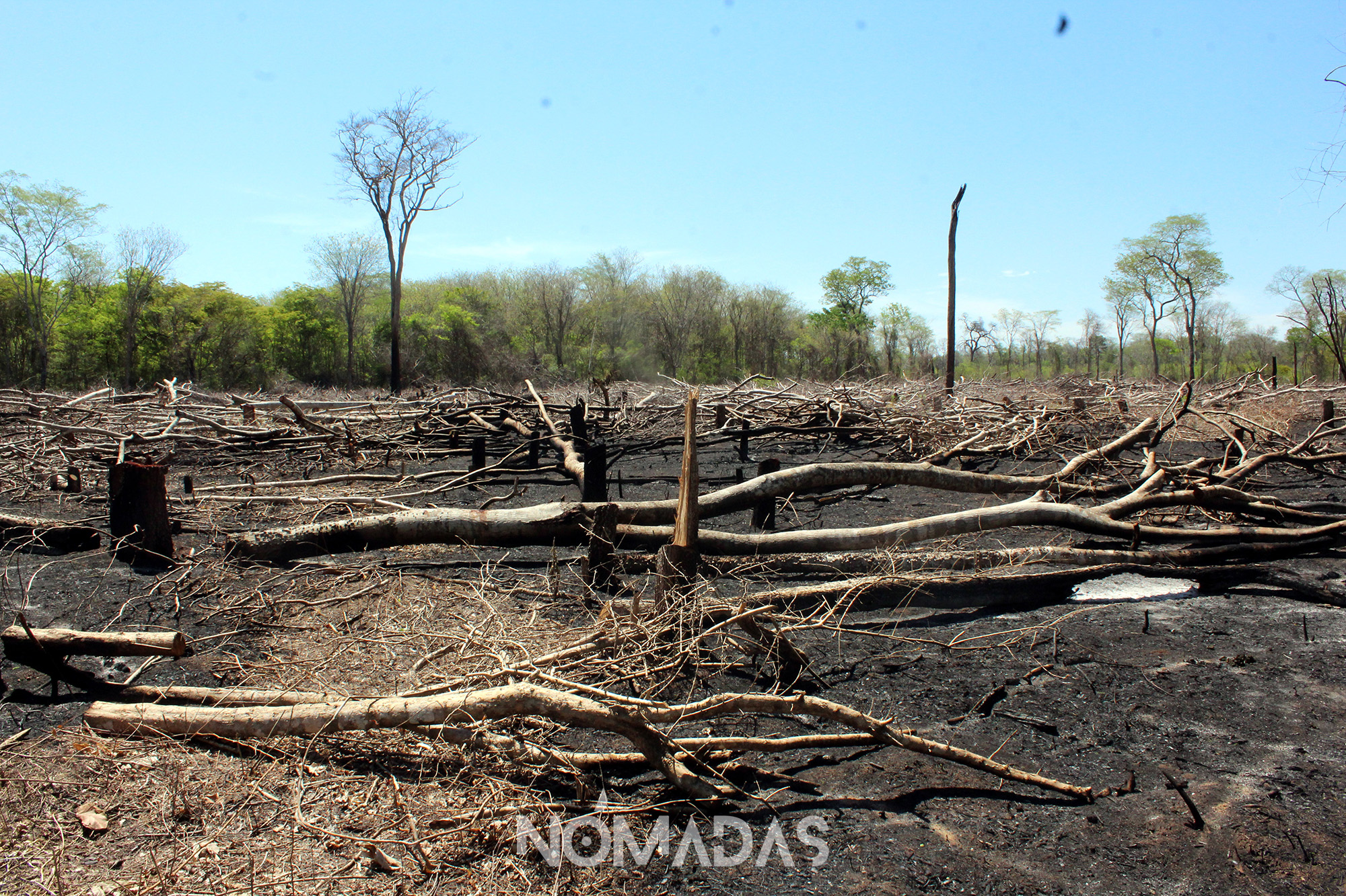 Como un animal indefenso, el majestuoso Valle de Tucabaca está siendo acorralado por la deforestación trepidante y por las nuevas comunidades campesinas que llegan con sus resoluciones bajo del brazo, para hacerse de un pedazo del Bosque Seco Chiquitano.