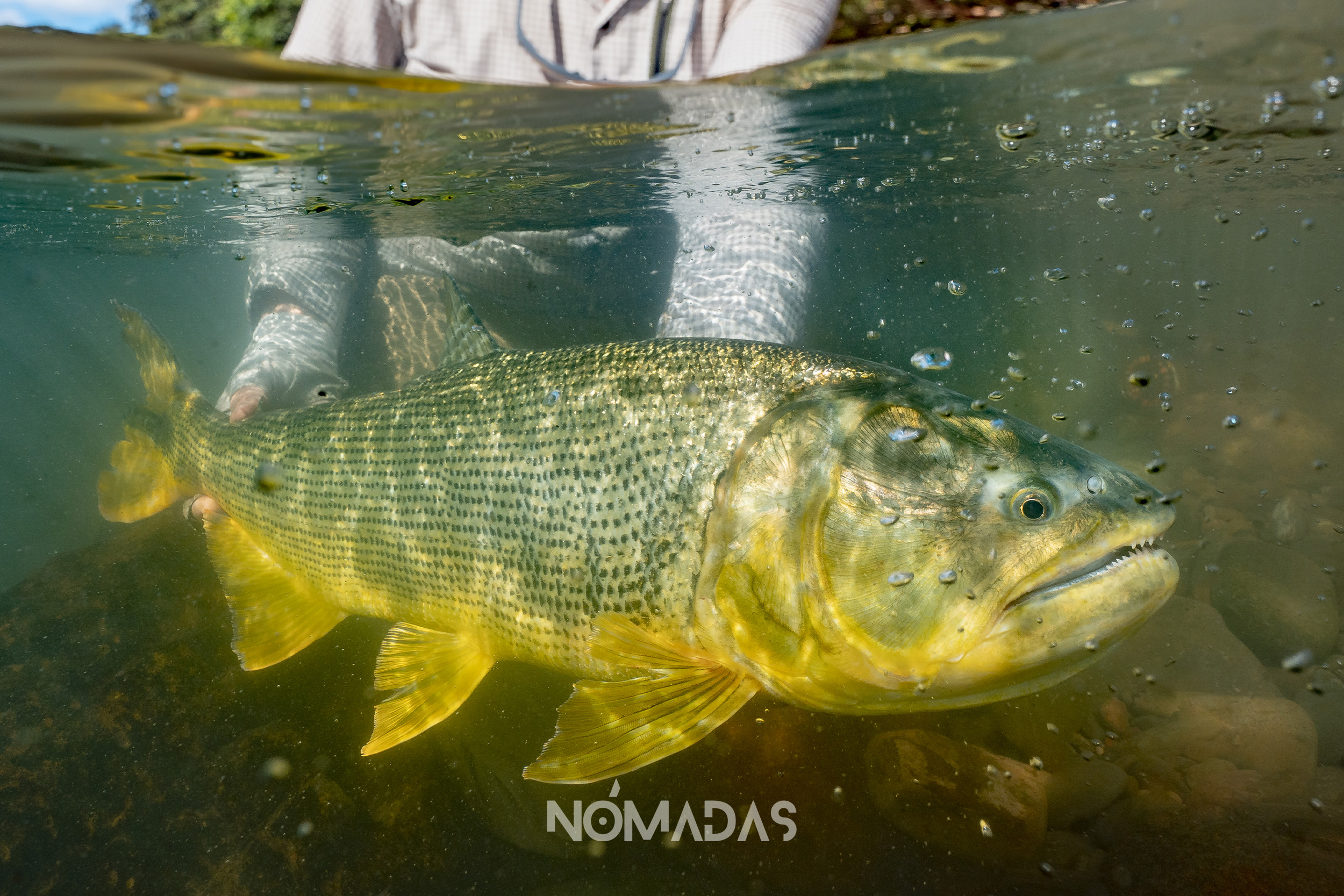 En los ríos del norte del Territorio Indígena y Parque Nacional Isiboro Sécure, gobierna el dorado, la especie piscícola que “vuelve locos” a visitantes internacionales. En ese punto remoto de Bolivia, se desarrolla un proyecto de turismo basado en la pesca sostenible con devolución obligatoria, una actividad que pone freno a los enemigos del bosque.