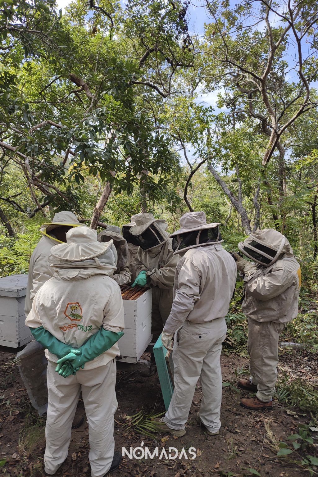 Apicultura ecológica: impulsan el desarrollo sostenible y cambia la ...