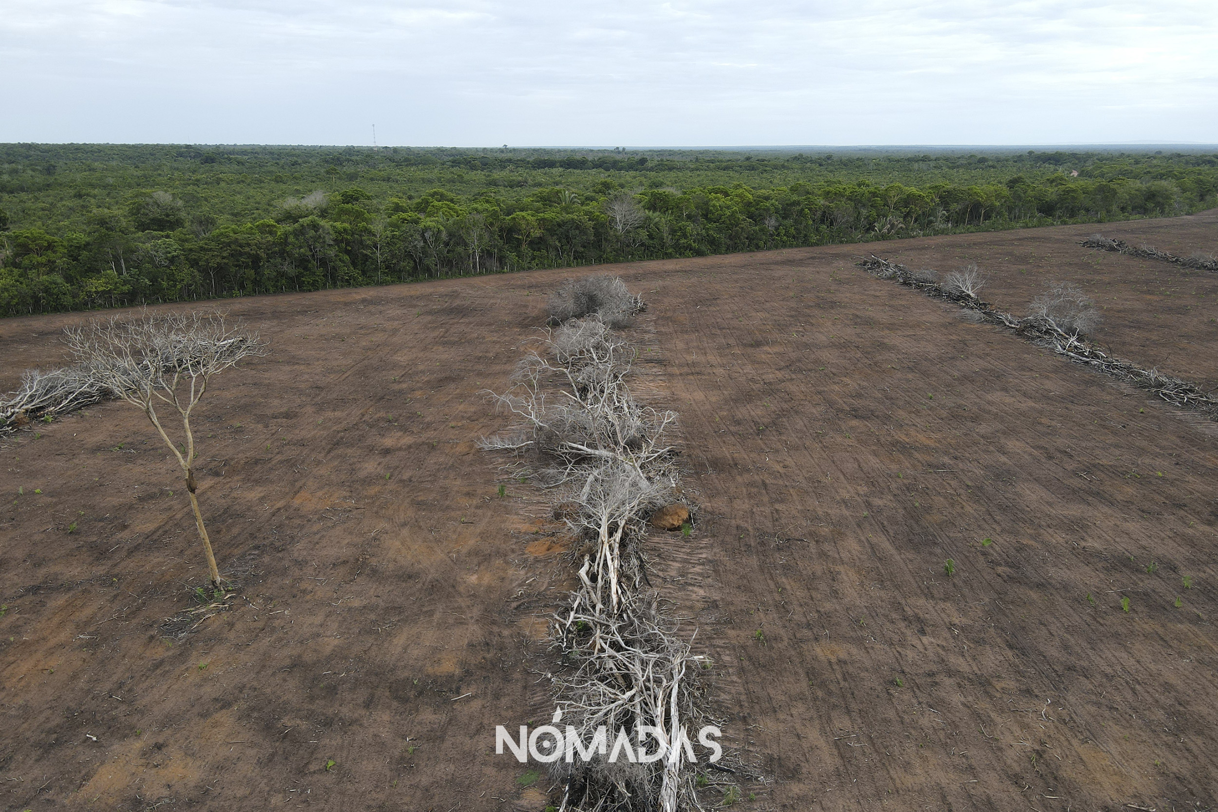 El reciente informe presentado por Global Forest Watch del Instituto de Recursos Mundiales, revela que el 2022 fue testigo de una pérdida implacable de bosques primarios tropicales en todo el mundo. Bolivia perdió 386.000 hectáreas de bosque primario el año pasado, un aumento de 32% en comparación al 2021. Revista Nómadas les presenta un mapa interactivo donde se puede ver cómo la humanidad va aniquilando sus árboles.